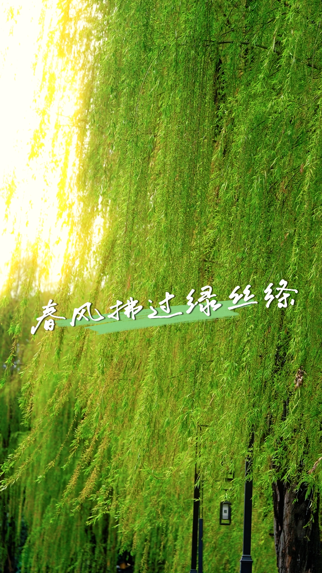 春风拂过绿丝绦～～