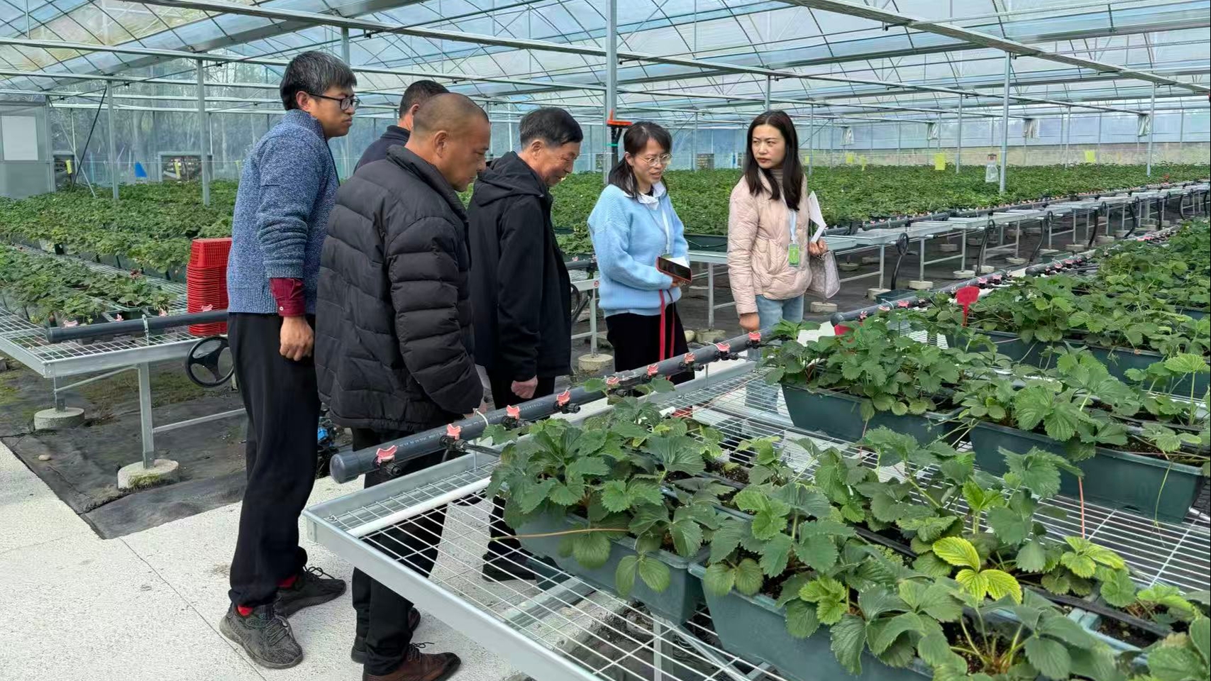 温江这场技术交流会，直击草莓产业“芯”难题