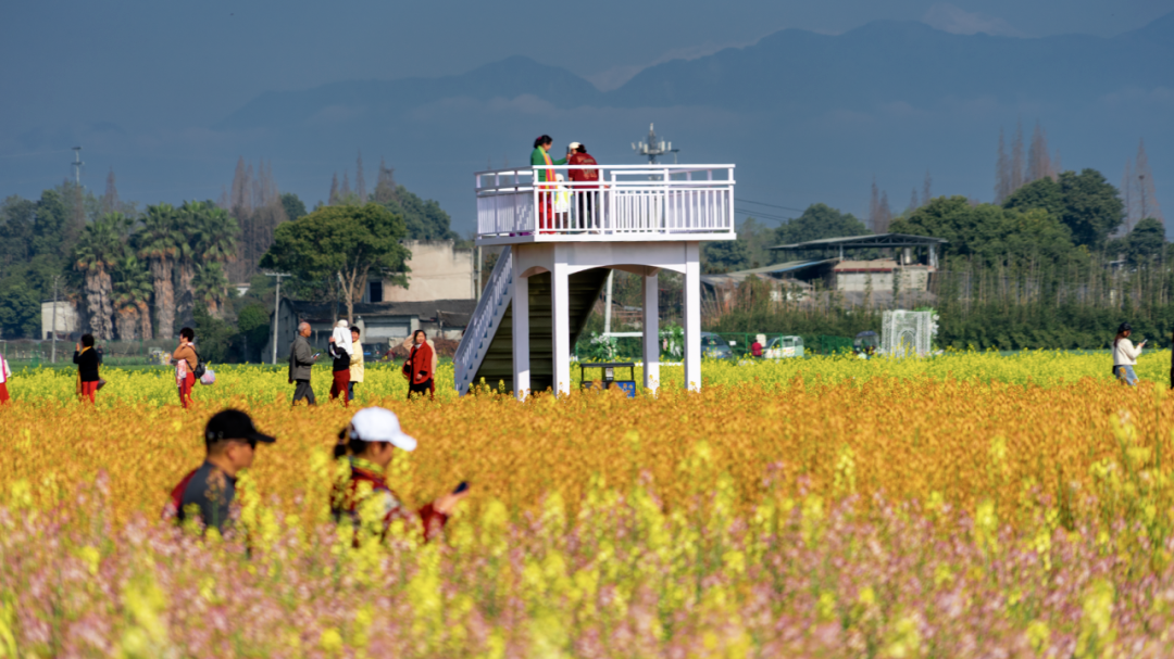藏在温江油菜花海里的宝藏好物，成都人都追着买！