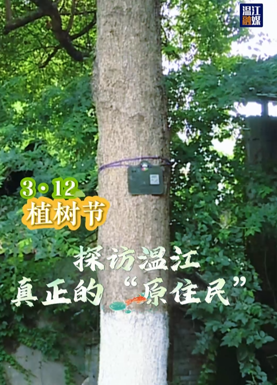 探访温江真正的“原住民”～