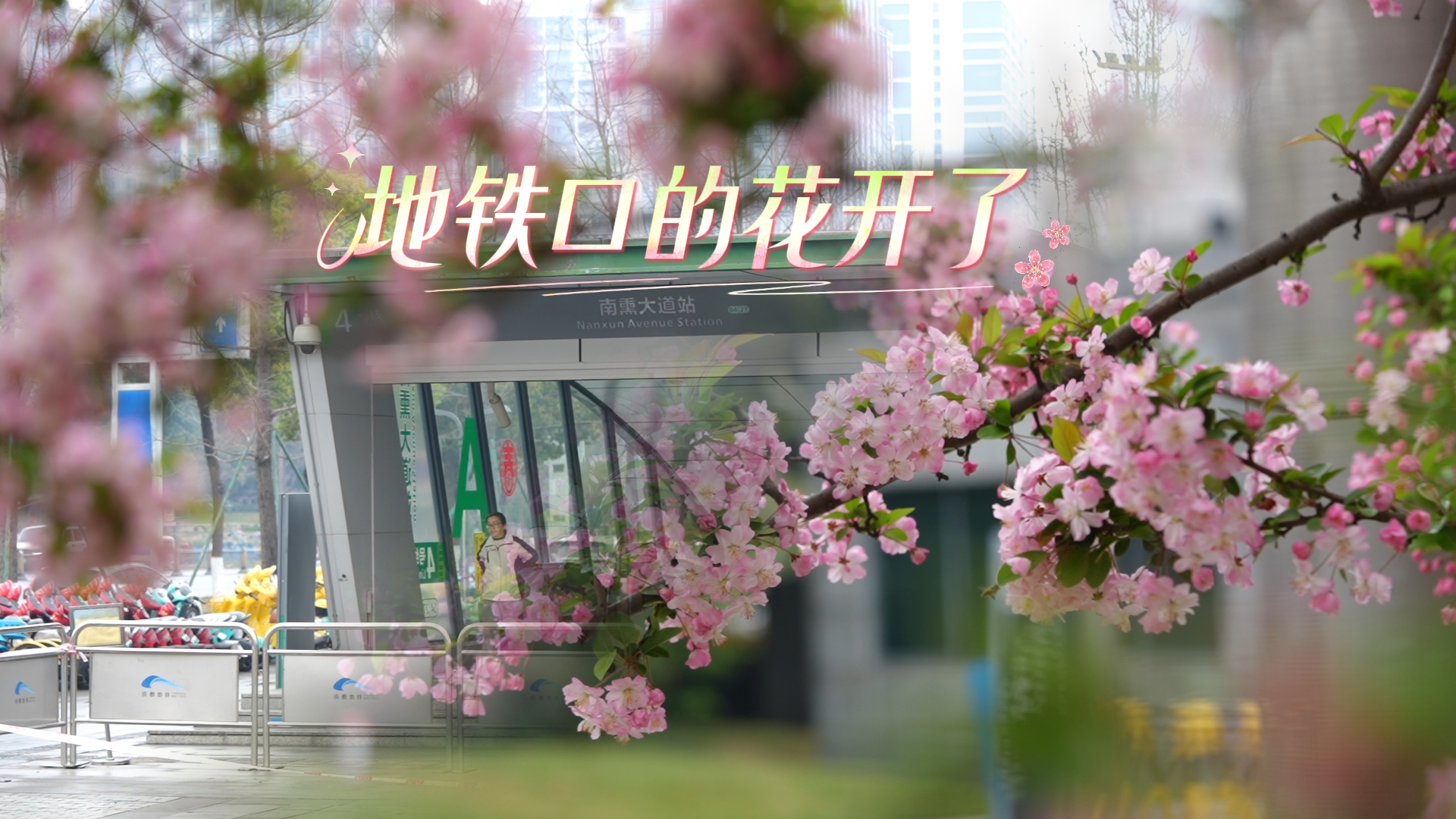 地铁口的花开了 