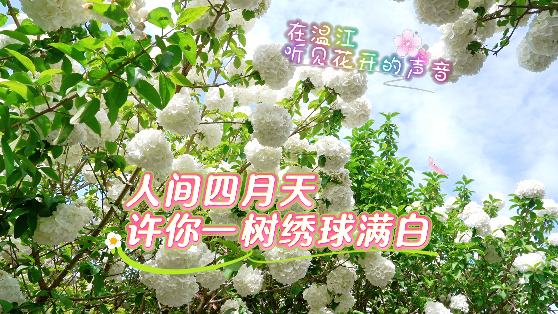  人间四月天~许你一树绣球满白